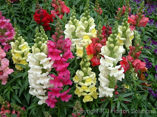 Snapdragons mixed